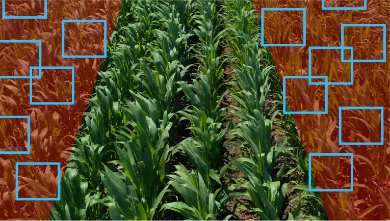 Corn Field